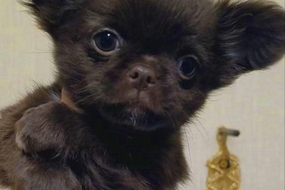 Кукольная Девочка чихуахуа д/ш .черная с белым нарядная