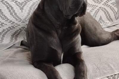 Щенки Кане Корсо