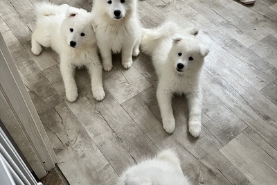 Щенки самоедов