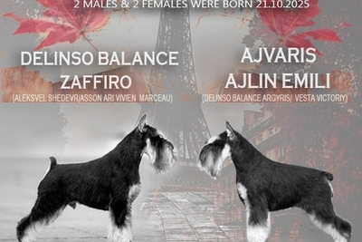 Щенок цвергшнауцера. Питомник