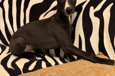 Красивый щенок уиппета