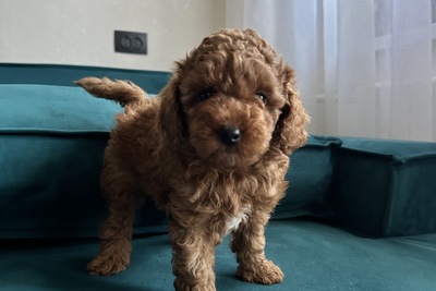 Щенки пуделя