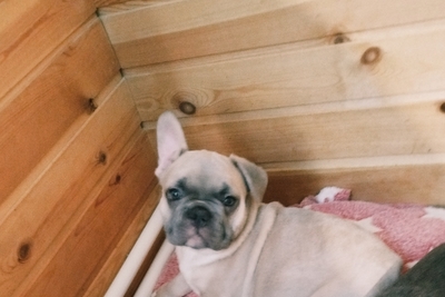 Милый мальчик французский бульдог
