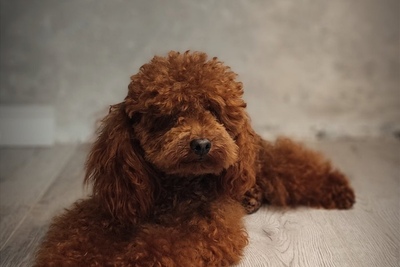 Мальтипу ф1