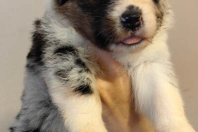 щенок аусси австралийская овчарка девочка