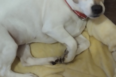 Отдам в хорошие руки