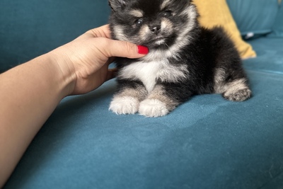 Малышка померанский шпиц