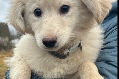 четверо чудесных щенков ищут свой дом