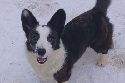 Девочка корги кардиган