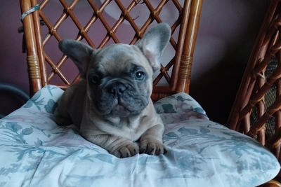 Французский бульдог