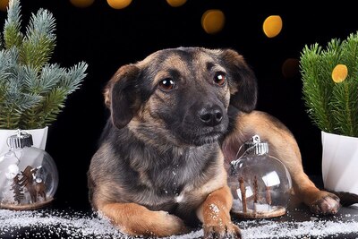 Молодая собачка в дар