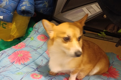 Продам корги