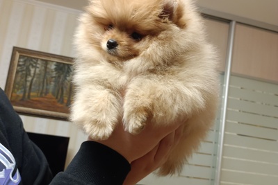 Померанский шпиц ДЕВОЧКА