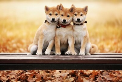 Шиба ину сиба ину