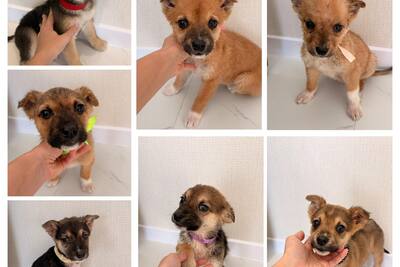 Щенки в хорошие руки