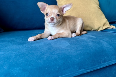 Мальчик чихуахуа