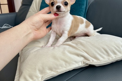 Малыш чихуахуа