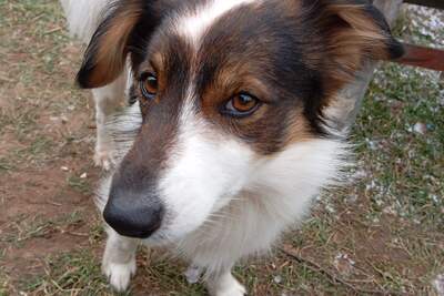 Пропала Собака