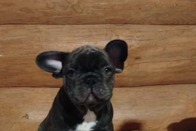 Французский бульдог