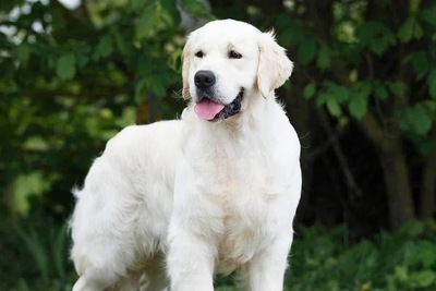 Золотистый (Голден) ретривер щенки