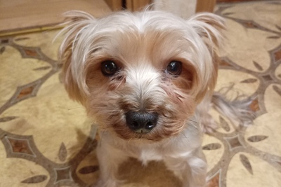 Мальчик чисто кровный приглашает девочку на вязку