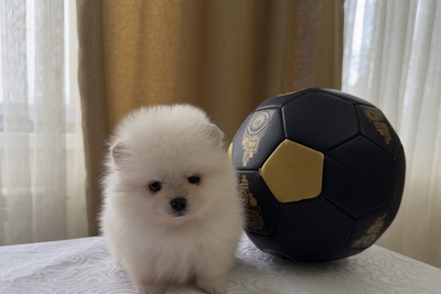 Померанский шпиц