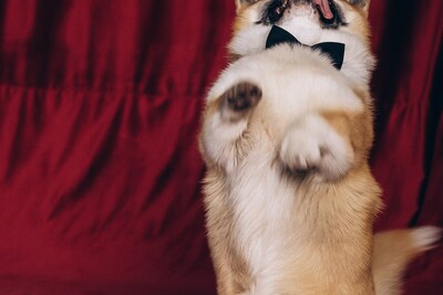 Вельшкорги пемброк для вязки