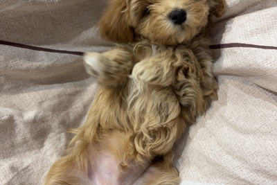 Мальчики мальтипу ф1