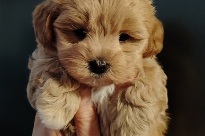 Мальтипу f1 девочка той-пудель /мальтийская болонка