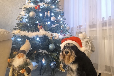 Кобель цвергшнауцер с родословной для вязки