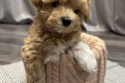 Щенок мальтипу ф1 девочка