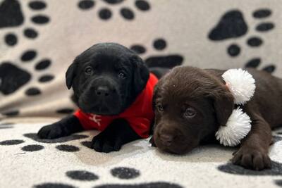 Щенки лабрадора