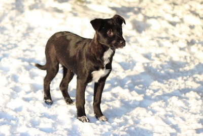 ЗАМЕЧАТЕЛЬНАЯ СТРЕЛОЧКА ИЩЕТ ДОМ