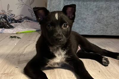 КАРТОШЕЧКА ИЩЕТ ДОМ