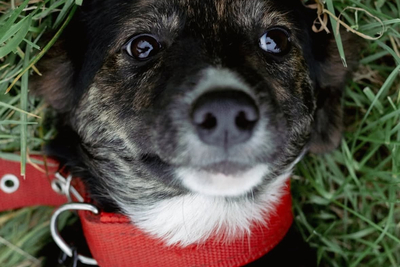 ЛУНЕ ОЧЕНЬ НУЖНА СЕМЬЯ