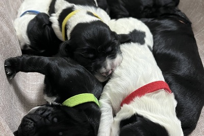 Русский охотничий спаниель