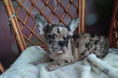 Французский бульдог