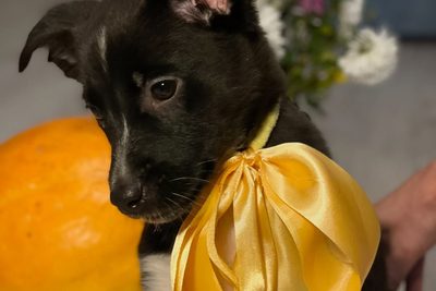 КРОШЕЧКЕ ОЧЕНЬ НУЖЕН ДОМ