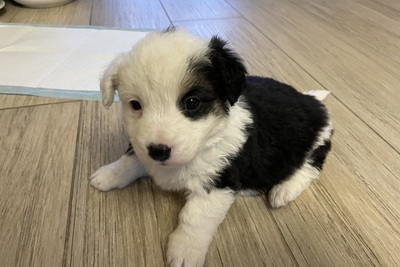 Щенки в добрые руки