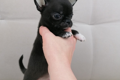 Мальчики Чихуахуа