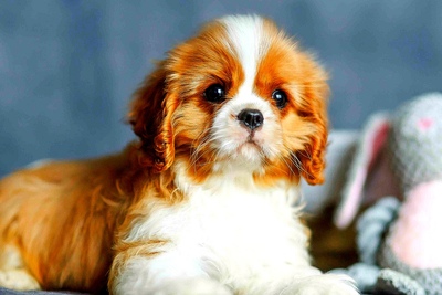 Кавалер кинг чарльз спаниель