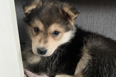 щенок помесь хаски и золотистого ретривера