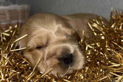 Английский кокер-спаниель