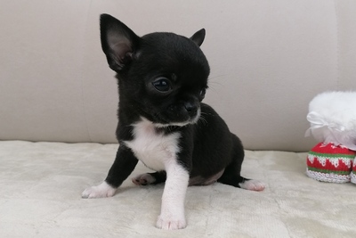 Девочки Чихуахуа