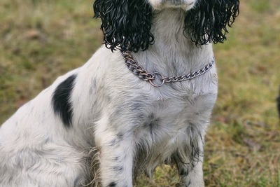 русский спаниель,  рос девочка 2 года