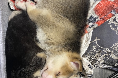 щенок помесь хаски и золотистого ретривера