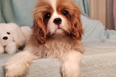 Кавалер кинг чарльз спаниель