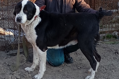 Щенки алабая(САО)