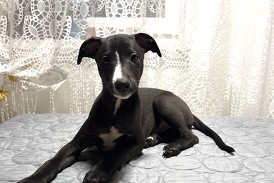 Шикарный щенок уиппета