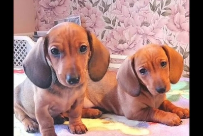 Щенки таксы